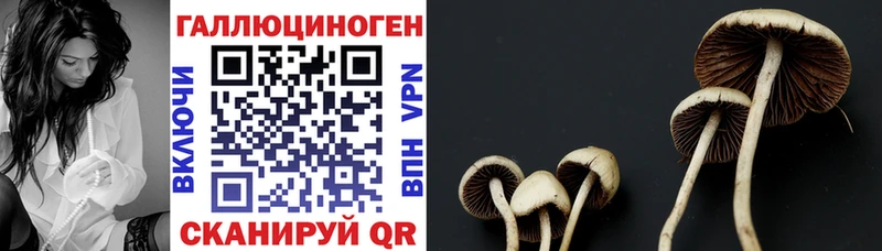 Галлюциногенные грибы Psilocybe Болгар